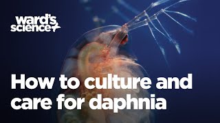 Caring and Culturing for Daphnia [upl. by Janeva980]