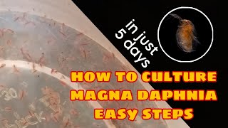 How to Culture Magna Daphnia Easily [upl. by Favin168]