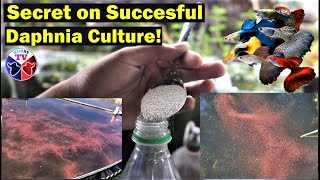 How to Culture Daphnia Successfully [upl. by Araminta]