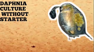 HOW TO CULTURE DAPHNIA NATURALLY WITHOUT A STARTER [upl. by Buchbinder218]