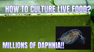 How to Culture Daphnia Secret Method to Breed MILLIONS  Simply Aquatic [upl. by Ecikram]