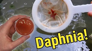 How I Culture Daphnia In Outdoor Tubs [upl. by Anivlek]