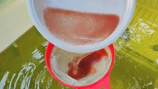 How to culture daphnia  Daphnia culture  How to grow daphnia outdoor [upl. by Winifred960]