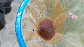 How to culture daphnia moina in a small container Part 1 English Subtitle [upl. by Irianat57]