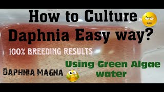 Daphnia MagnaHow to Culture Daphnia Easy wayCulturing Daphnia using Green water Daphnia [upl. by Anikes248]