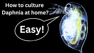 BEST Live Fish Food Beginner guide How to Culture Daphnia at home [upl. by Ayres751]