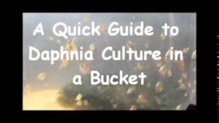 How to culture daphnia outside [upl. by Ayekim]