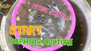 How to culture daphnia moina the easy way 1  Starting the Daphnia culture [upl. by Nauqal]