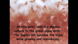 Daphnia  How to grow daphnia in your home [upl. by Stambaugh]