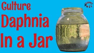 How to Culture Daphnia in a Jar [upl. by Ioves]