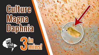 How to culture DAPHNIA MAGNA  The easy way [upl. by Conrade]