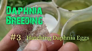 Daphnia Culture made simple and easy 3  Hatching Daphnia eggs [upl. by Yssor271]