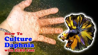 How to Culture Daphnia with ZERO Cost  Unlimited Live Food For Our Fish [upl. by Asssilem]