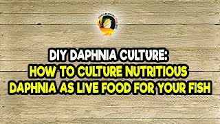 DIY Daphnia Culture How to Culture Nutritious Daphnia as Live Food for Your Fish [upl. by Ecam]