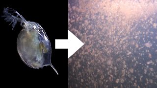 How I Culture Daphnia [upl. by Elirpa]