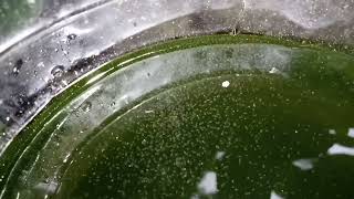 DAPHNIA MOINA CULTURE IN A SMALL BUCKET [upl. by Oivatco829]