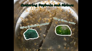 How To Culture Daphnia and Moinas using Green Water Spirulina powder [upl. by Annawahs679]