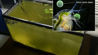 Raising Daphnia for the Freshwater Aquarium [upl. by Hashum]