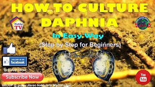 HOW TO CULTURE DAPHNIA In Easy Way [upl. by Fenny685]